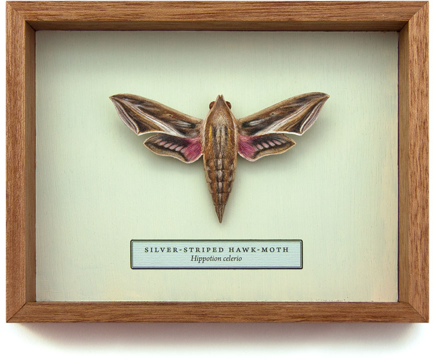 Silver-striped hawk-moth