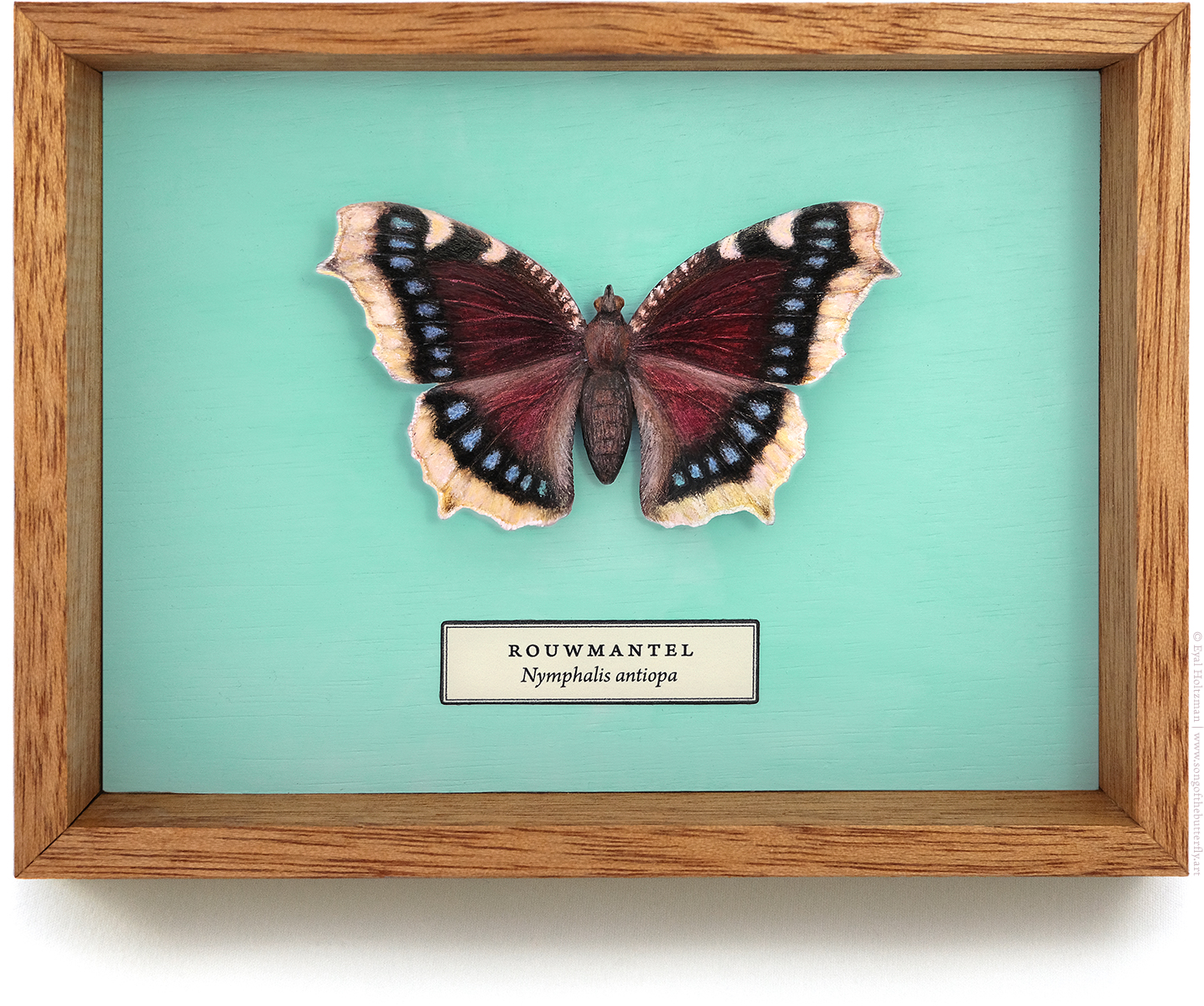 Mourning cloak
