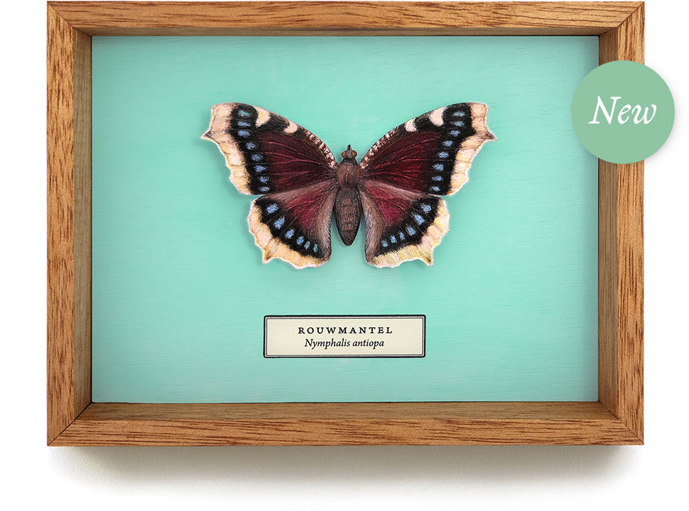 Mourning cloak
